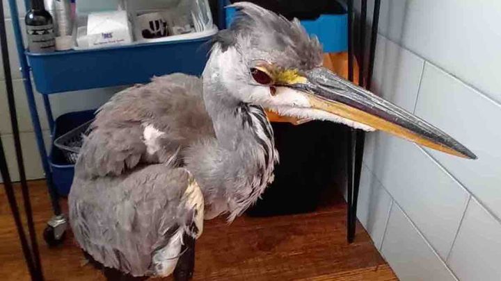 Emergency Surgery For Dino The Heron campaign photo, 1 of 8
