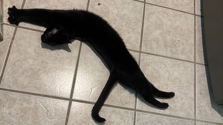 Urgent: Support Dia’s Cat Home Project campaign photo, 1 of 3