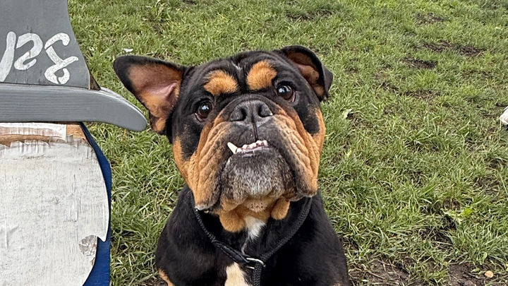 Help Sarge Overcome His Painful Past campaign photo, 1 of 8