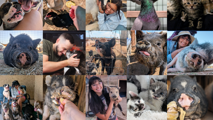 Help Enhance Animal Care for the Piasecki Foster Pets campaign photo, 1 of 8