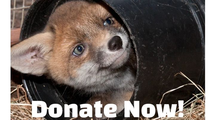 Main fundraiser photo
