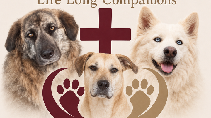 Help Launch Safe Haven Animal Network campaign photo, 1 of 3