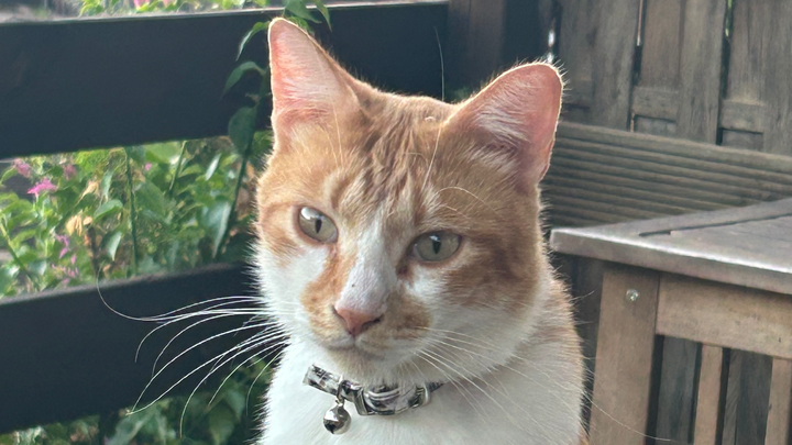 Gorgeous Gordon’s Street Cats campaign photo, 1 of 8