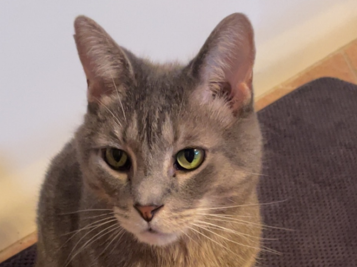 Help Fund Lewis's Tumor Surgery campaign photo, 1 of 4