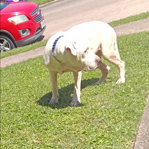 GoFundMe profile picture for @rocko