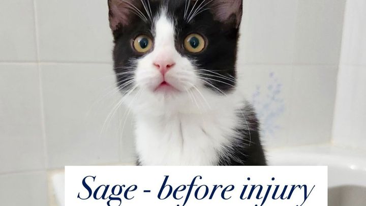Please Help Save Sage – A Tiny Kitten Who Almost Lost Everyt campaign photo, 1 of 7