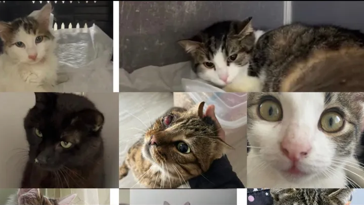 Help Hilal Save Stray Animals in Istanbul, Turkey campaign photo, 1 of 7
