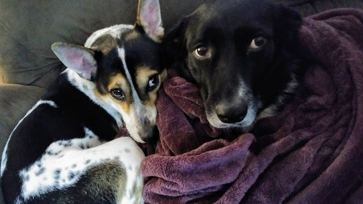 Urgent Care for Freyja and Swayze campaign photo, 1 of 7