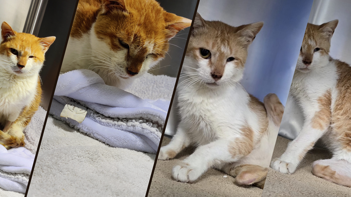 Help Us Release Aryna and Save Other Cats campaign photo, 1 of 5