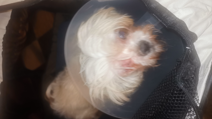 Help with Our sweet Luna's & Choncha pet medical bill campaign photo, 1 of 5
