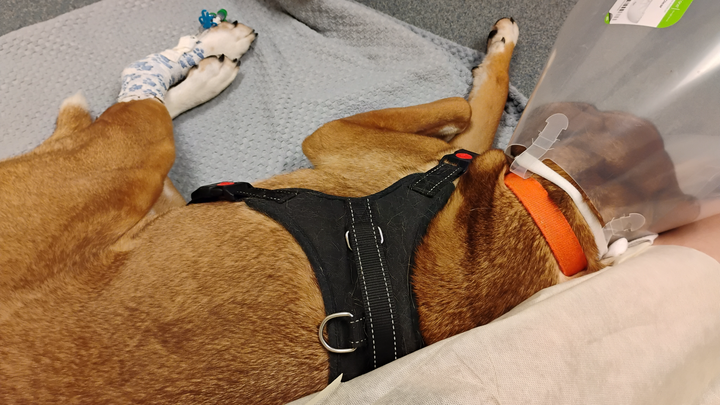 Support Sam's Urgent Medical Treatment campaign photo, 1 of 7