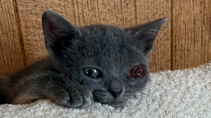 Help Little Winky Lou Get Her Surgery campaign photo, 1 of 5