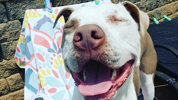 Help Oakley Get Back on His Paws campaign photo, 1 of 8