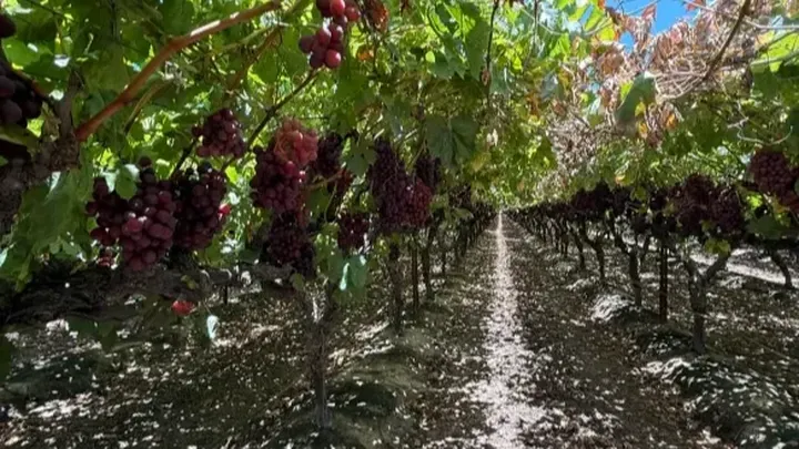 Help Protect Farmworkers from Heat Stress