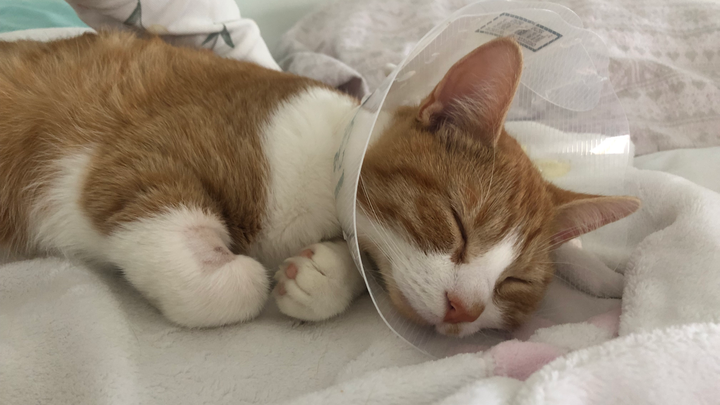 Simba, notre pauvre chaton campaign photo, 1 of 8