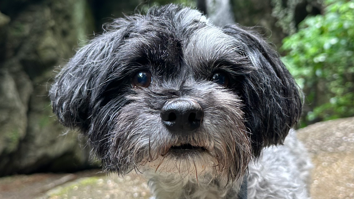 Hilfe für Buddy – OP wegen Perinealhernie campaign photo, 1 of 3