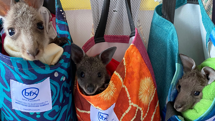 Raising orphaned kangaroo joeys campaign photo, 1 of 8