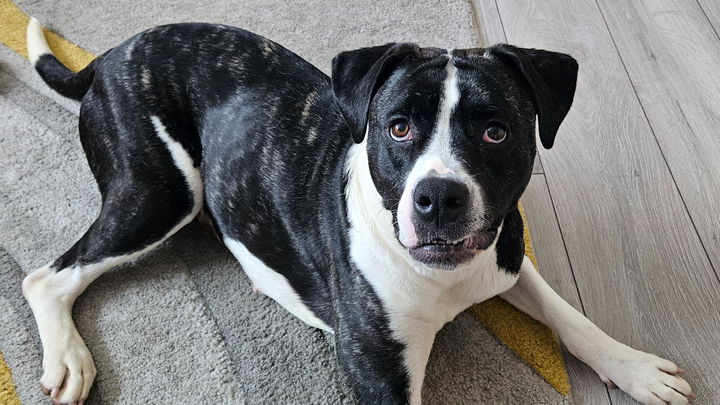 Raising money for a mobility scooter to help me walk Bindi campaign photo, 1 of 4
