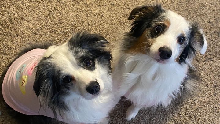 Help Save Two Mini Aussies After Emergency campaign photo, 1 of 8