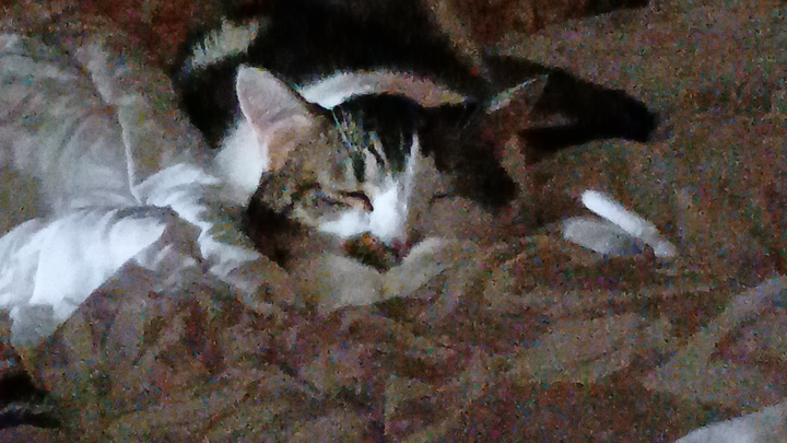 Frisky's cancer removal operation campaign photo, 1 of 4
