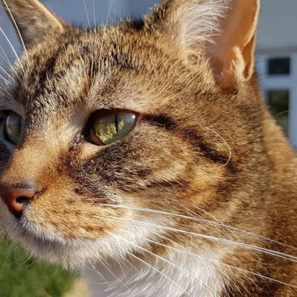 Fundraiser By John Walker Help With Lucy The Cat