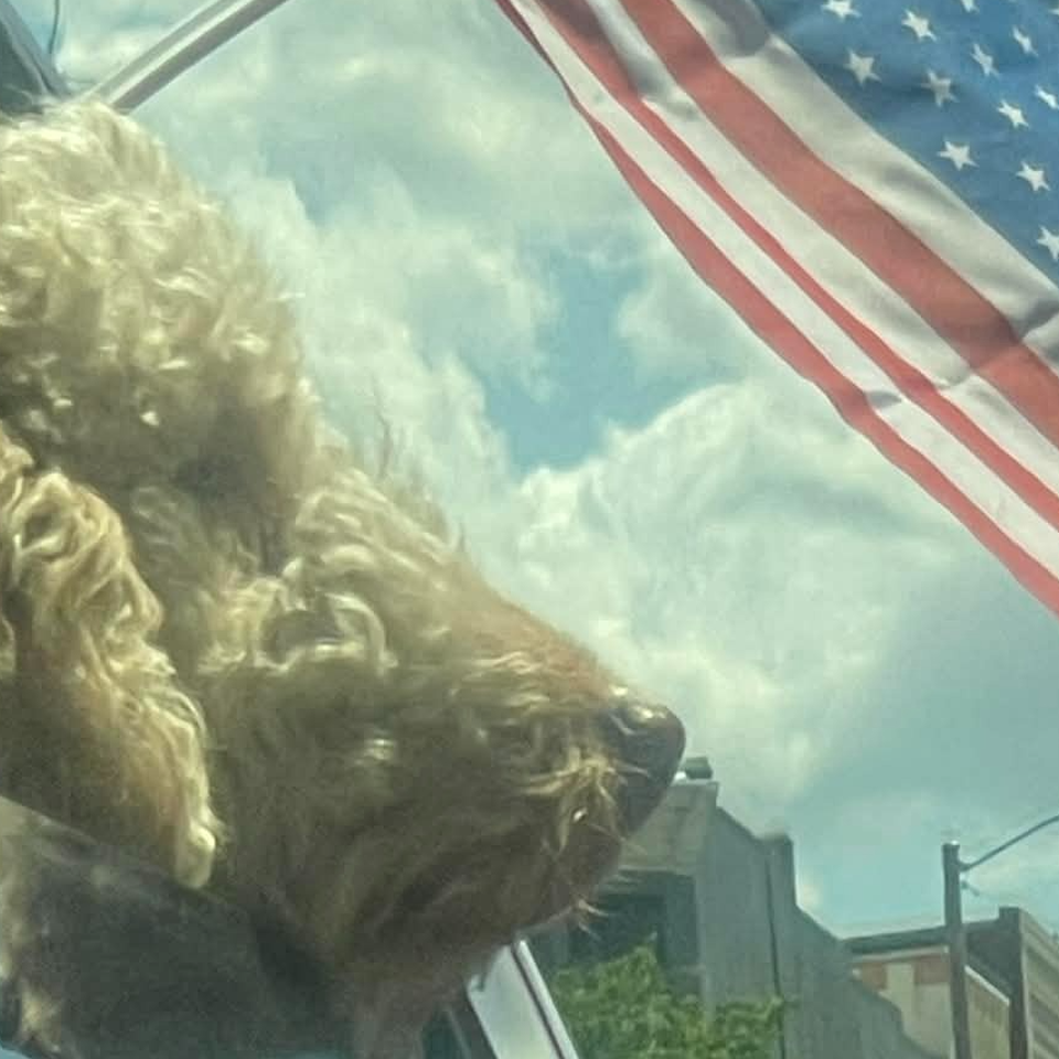 Christmas Miracle for Fozzie the Service Dog