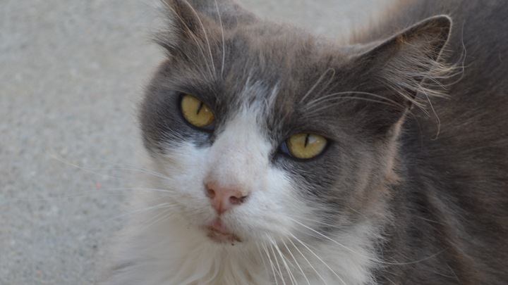 Help Save Blueberry: Emergency Surgery Needed campaign photo, 1 of 7