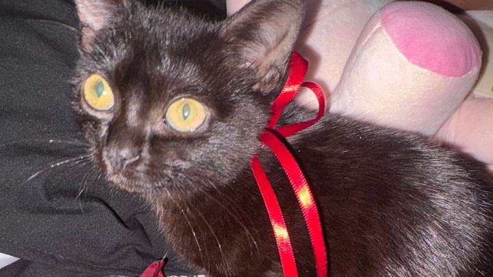 Help Neoki Heal: Surgery for Our Kitten campaign photo, 1 of 8