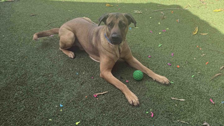 Help Support Scooby Gomez and his journey home! campaign photo, 1 of 7