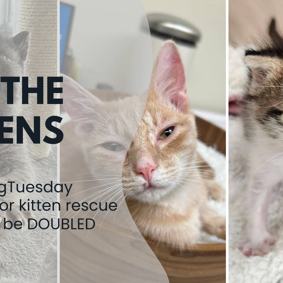 GivingTuesday Campaign For the Kittens