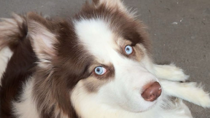 Support Neptune's Life-Saving Surgery campaign photo, 1 of 6
