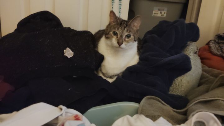 Help Jasmine Survive Pyometra with Surgery campaign photo, 1 of 5