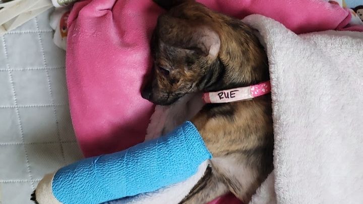 fundraiser-by-claire-ramirez-broken-leg-surgery-for-rescue-puppy