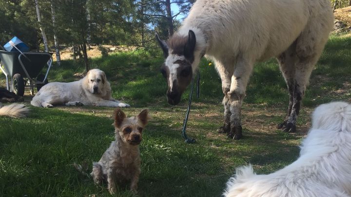 Hoofdafbeelding inzamelingsactie