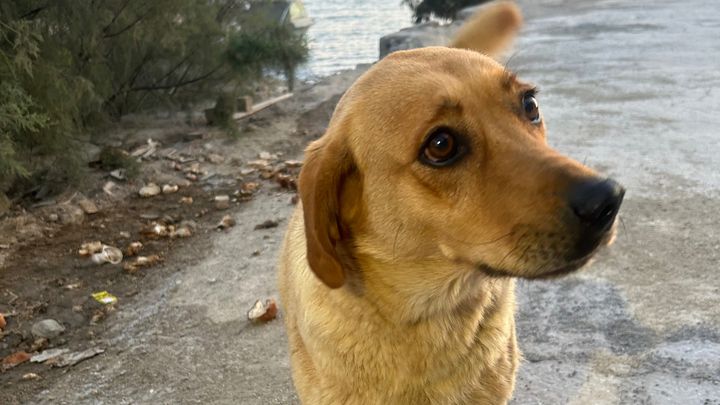 Foto van campagne Help the Turkish strays, 1 van 5
