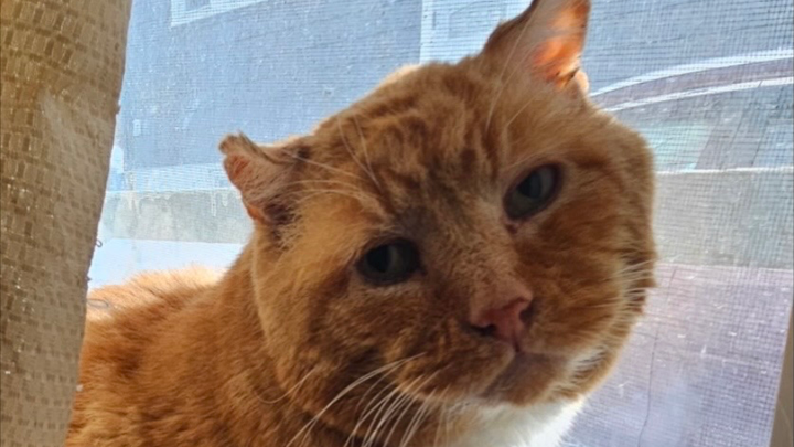 Help Cat’s Amazing Rescue Save More Lives campaign photo, 1 of 6