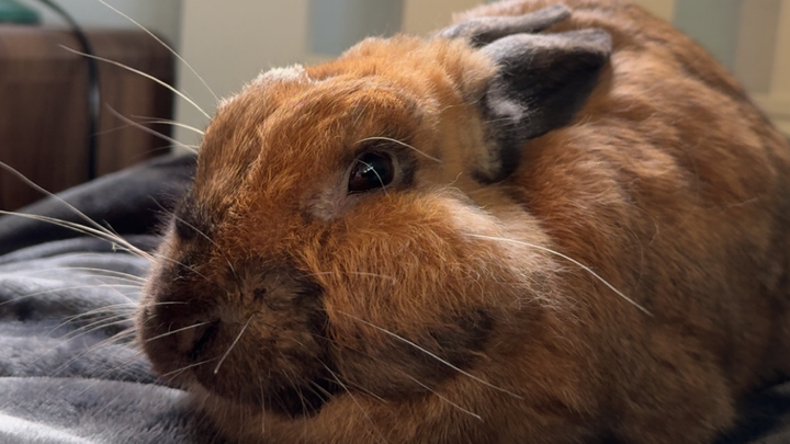 Coco vet funds campaign photo, 1 of 4