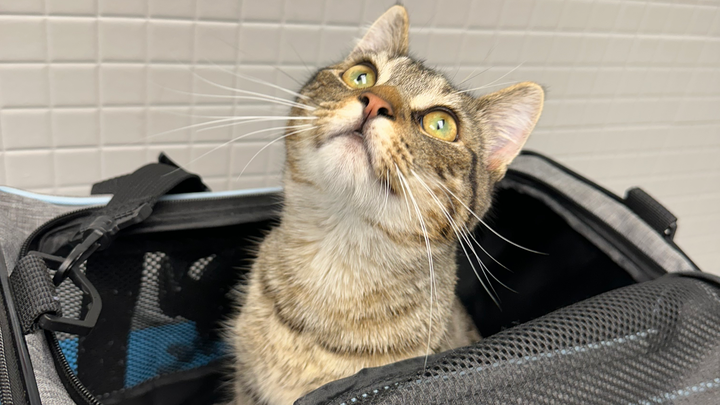 Save Sammy: Urgent Medical Care Needed campaign photo, 1 of 8