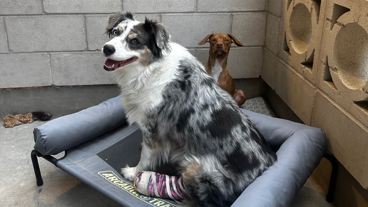 Help Pal Heal Her Broken Toe campaign photo, 1 of 8