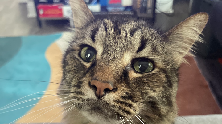 Help Zissou Beat Cancer and Thrive Again campaign photo, 1 of 7