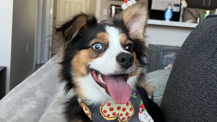 Help Nala Get the Surgery She Needs campaign photo, 1 of 7
