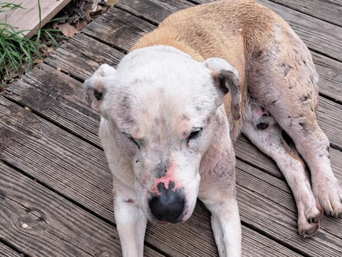 Fundraiser by Andrea Rowe : Help Pooch Get Urgent Vet Care