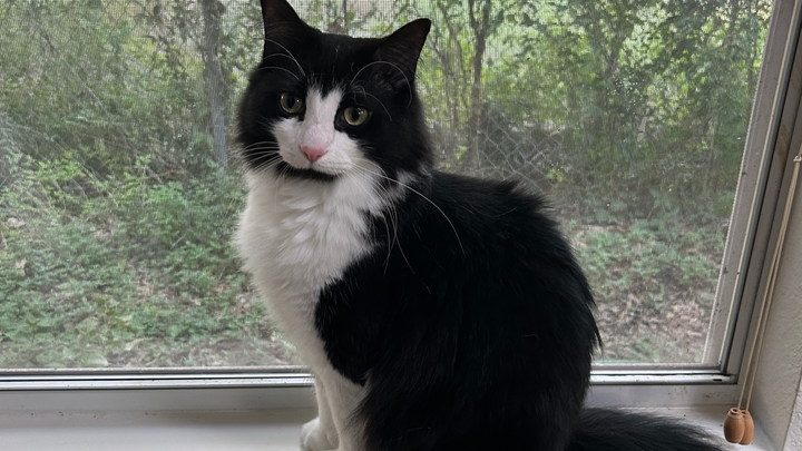 Help Save My Cat This Christmas campaign photo, 1 of 3