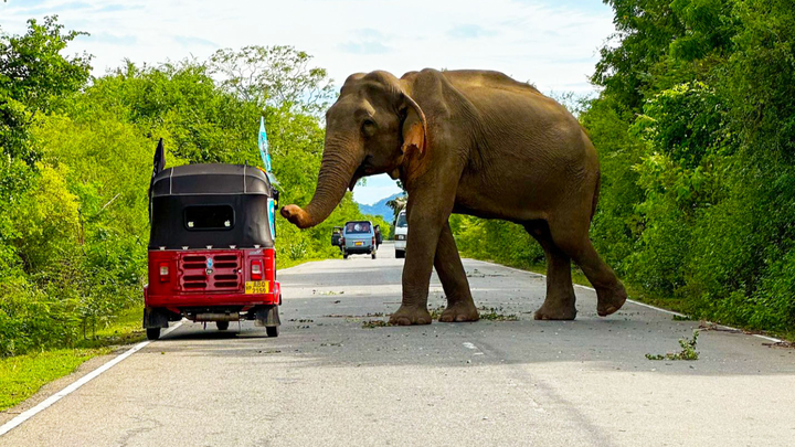 Rickshaw Run per divertimento… e per fare del bene campaign photo, 1 of 6