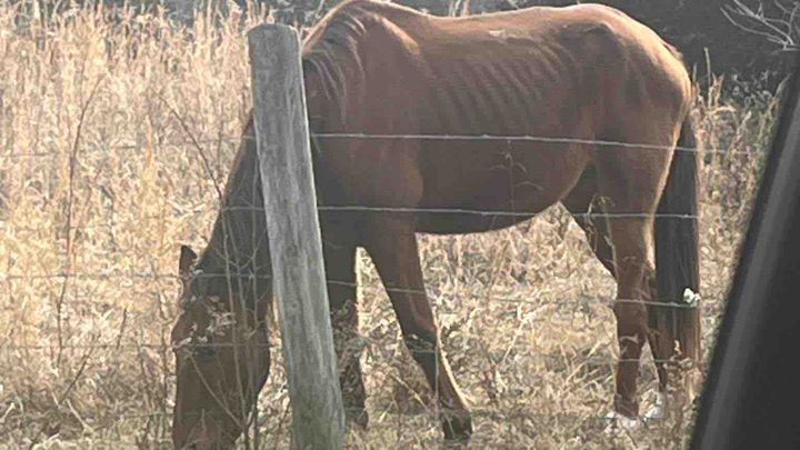 Help Rescue & Rehabilitate a Neglected Horse campaign photo, 1 of 3