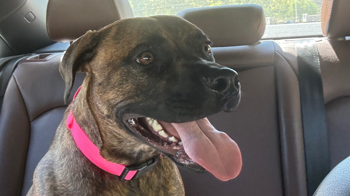 Help Our Sweet Shelby Heal Her Broken Leg campaign photo, 1 of 8