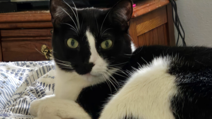Save Ares: Support His Urgent Surgery campaign photo, 1 of 3