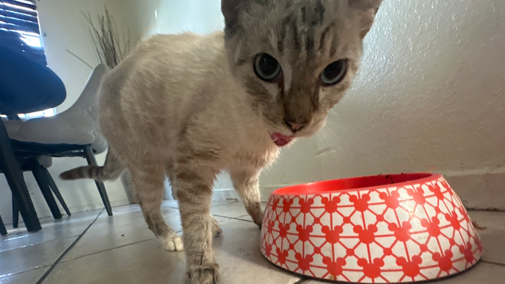 Donate to Niño's Vet Care Fund campaign photo, 1 of 5
