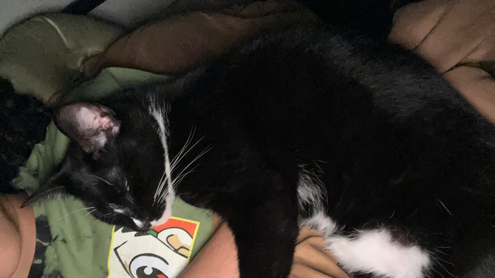 Donate to Help Milly Cover Bruce's Surgery campaign photo, 1 of 8