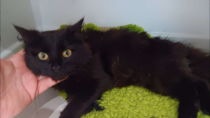 Snake-Bitten Stray Cat Needing Urgent Treatment campaign photo, 1 of 3